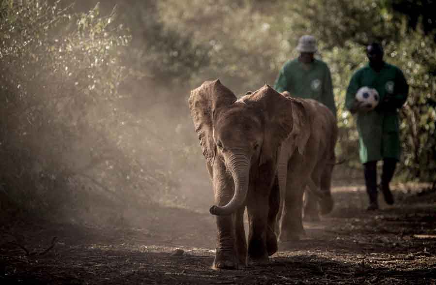 3 orphaned elephants at Sheldrick Wildlife Trust in Kenya