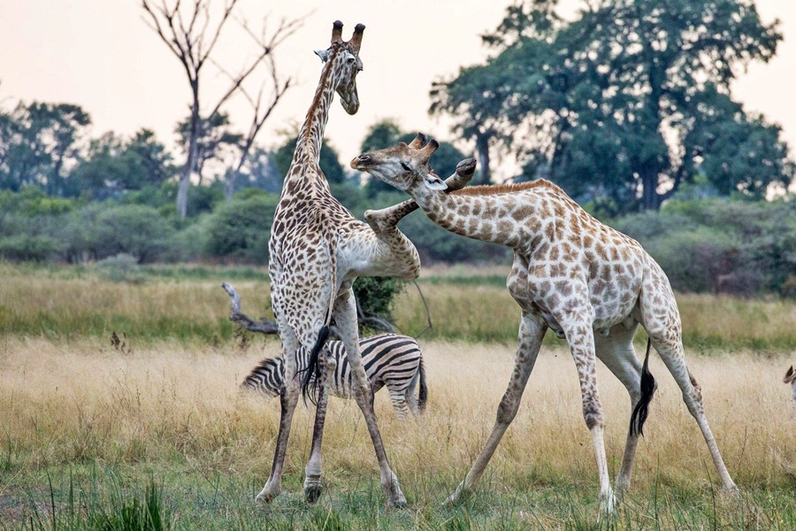 african safari giraffe