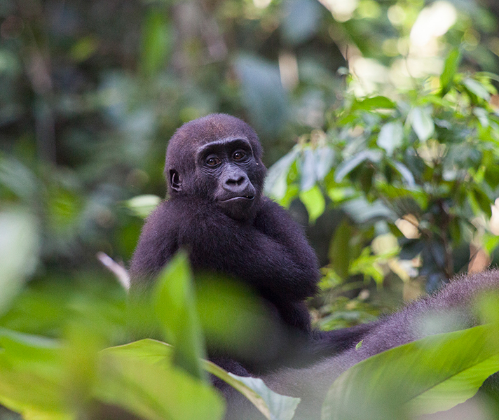 Searching for endangered western lowland gorillas in Congo will be one of the highlights of your life...