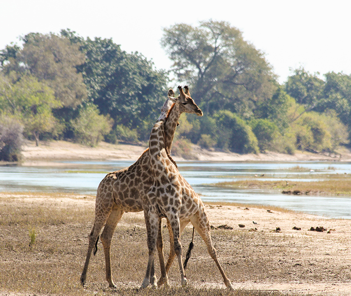 Thornicroft's giraffe are regularly seen along the river.