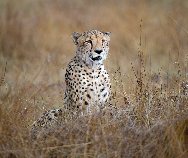 Cheetah tend to hunt smaller game like red lechwe & puku.