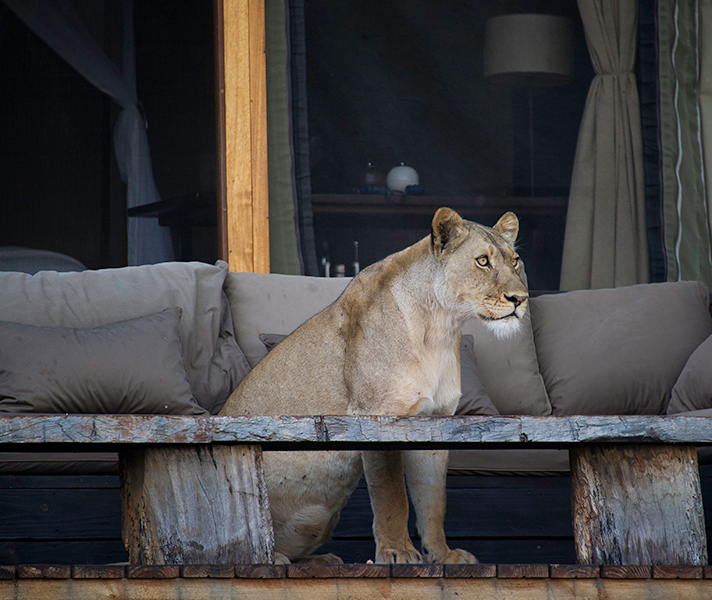 Lion sightings are fairly frequent, so keep an eye out!