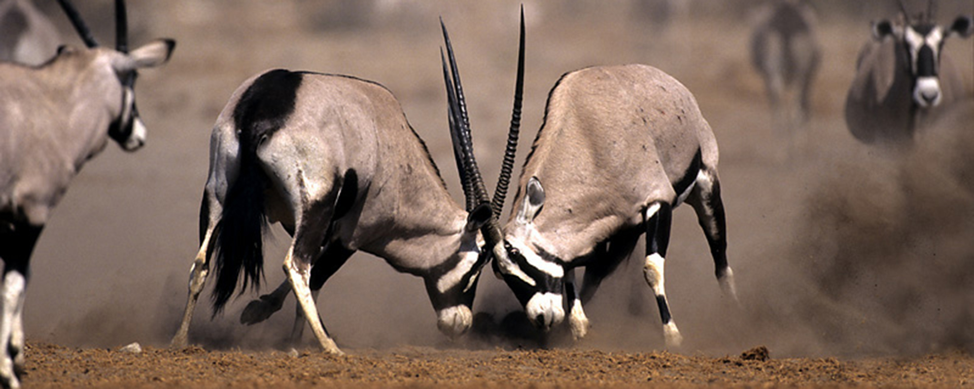 Two male oryx rut for the right to mate in Etosha. These scimitar-horned antelope are among the park's most iconic wildlife.