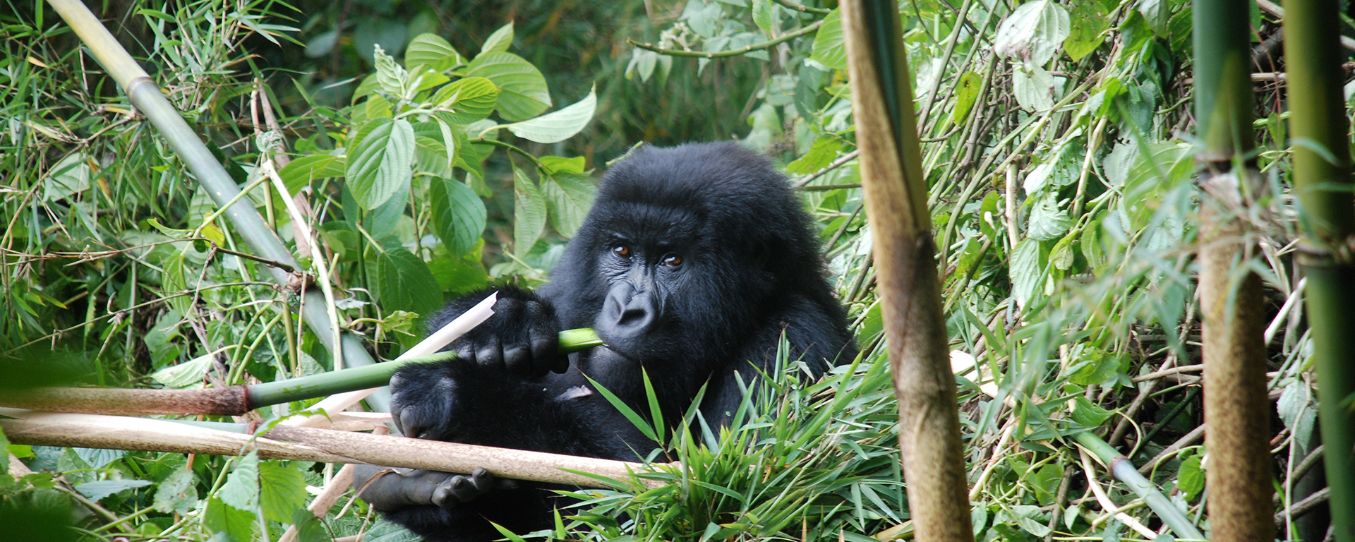 Lush Bwindi Impenetrable Forest in Uganda is home to the elusive & endangered mountain gorilla.