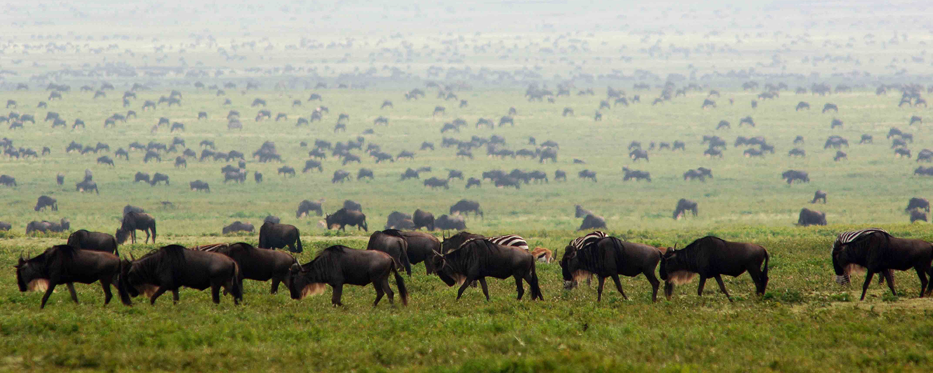 Serengeti Under Canvas puts you right in the middle of thrilling Migration action!