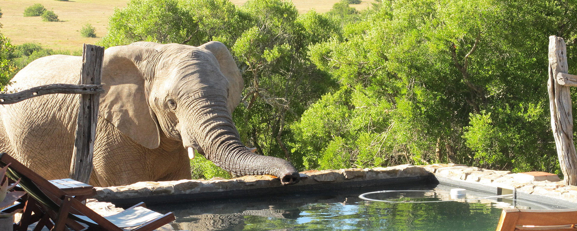 There are only three tents at Hillsnek Safari Lodge at the game-rich Amakhala Game Reserve in the Eastern Cape.