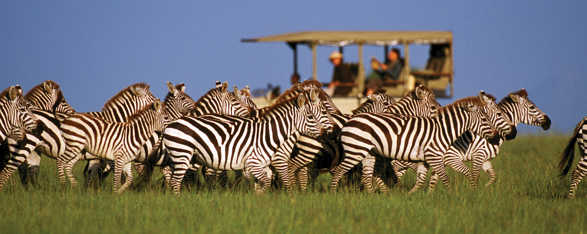 A dazzle of zebra moves across the lush green plains of the Singita Grumeti Reserves in Tanzania.