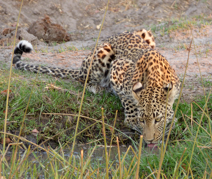 This female leopard spotted at Khwai Tented Camp was kind enough to pose for some photos before heading into the bush.