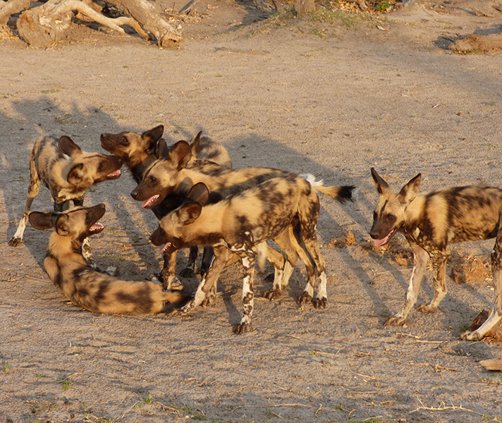 It was such a treat to see these endangered African wild dogs with so many healthy pups at Khwai Tented Camp.