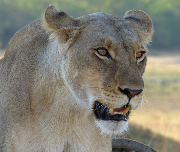 Our first lion sighting at Moremi Game Reserve was of this magnificent female.