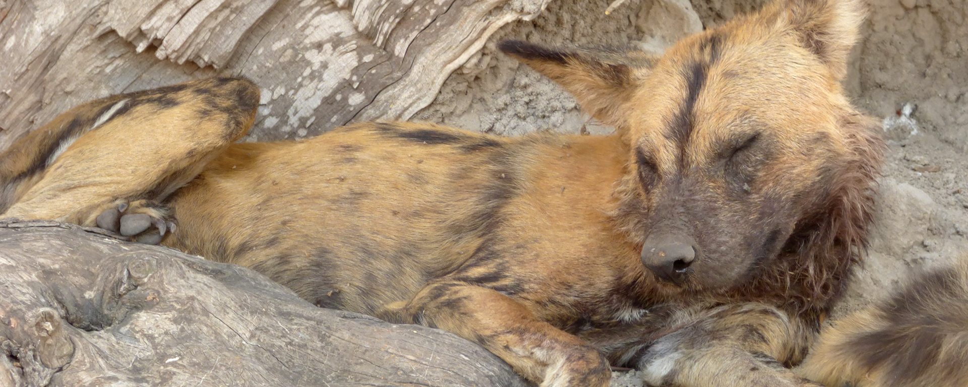 Before we even got to the Linyanti Bush Camp we had spotted a pack of snoozing African wild dogs.
