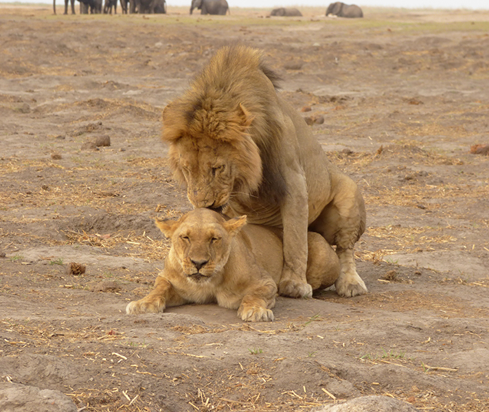 We came across one of the resident lions, Rory, mating in Linyanti.