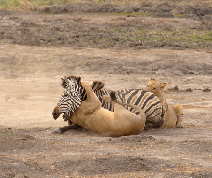 Later we saw one of the lionesses fly off the tree trunk and the next thing we knew she had taken down a zebra.