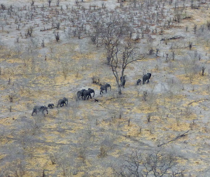 Our Linyanti safari was topped off with an unforgettable helicopter ride.