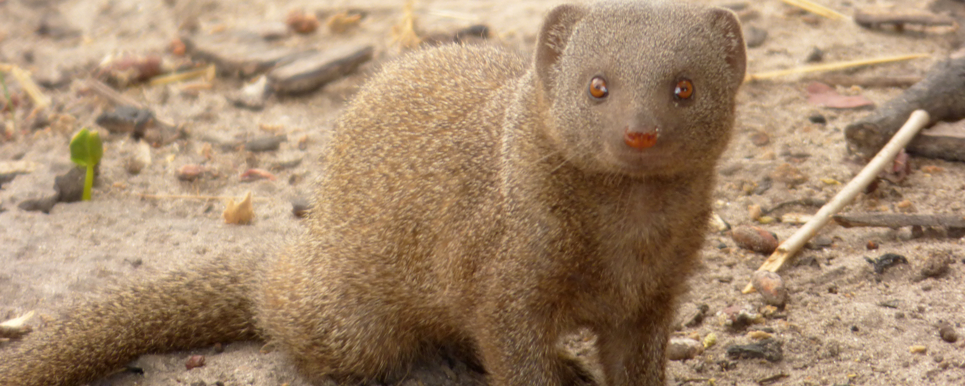 Dwarf mongoose are ever-busy around the lodge, a gentle introduction to the action-packed game viewing that this region is so well known for.