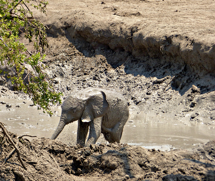 A baby elephant playing in the mud at Somalisa’s private hide.