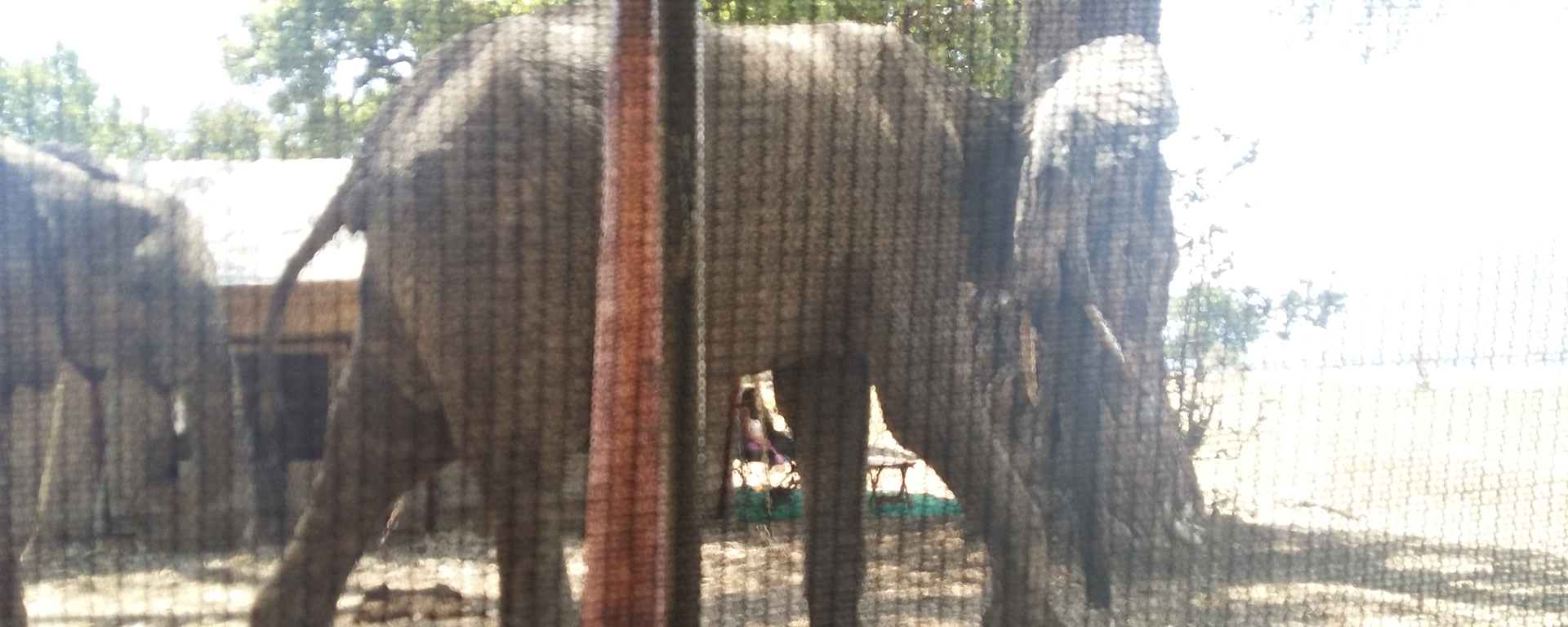 Zambezi Expeditions is for the more adventurous traveller who doesn’t mind elephants walking right past their tent!