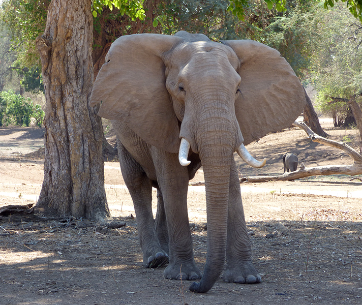 There was plenty of elephant action to enjoy including the antics of Pretty Boy, who still carries the scar on his forehead left by a poacher’s gunshot.