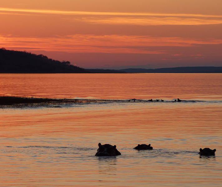 ...with hippos grunting in the background.