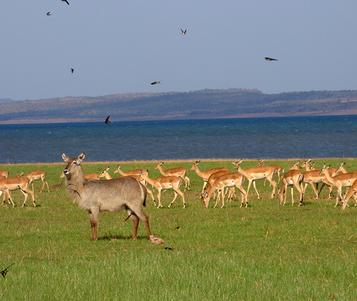 ...while waterbuck & impala congregated at the Umi River.
