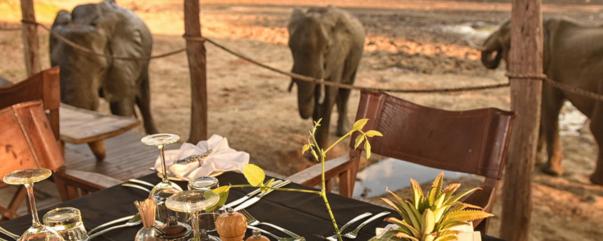 Kanga Camp is located at the Kanga Pan, the only water source in a 10km / 6mi radius so animals come from all over to drink right in front of camp.