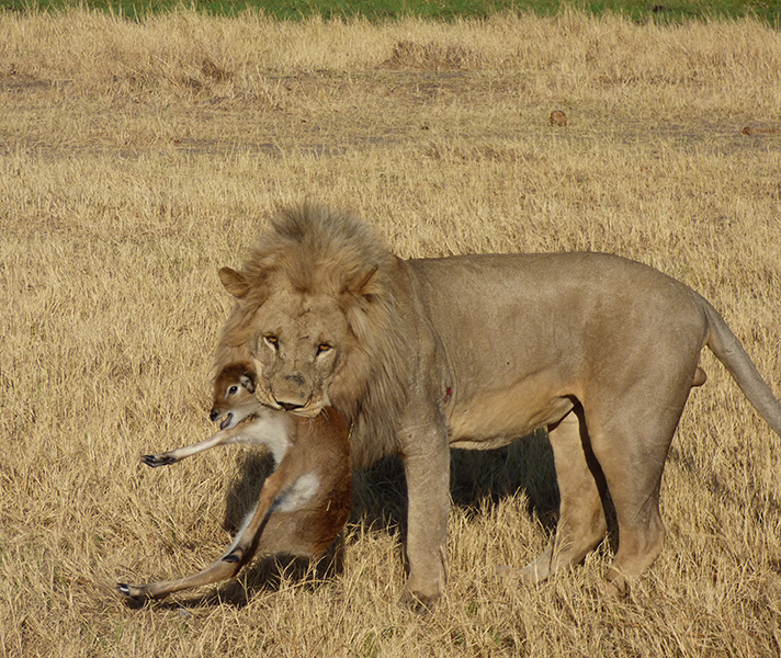 It was difficult to watch a baby lechwe in the clutches of this fearsome male lion.