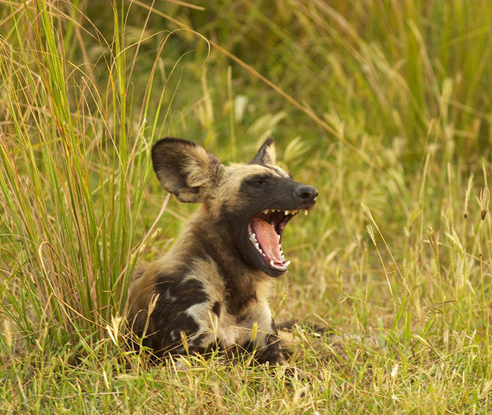 One of the rarest carnivores in Africa, wild dog flourish in the Selous.