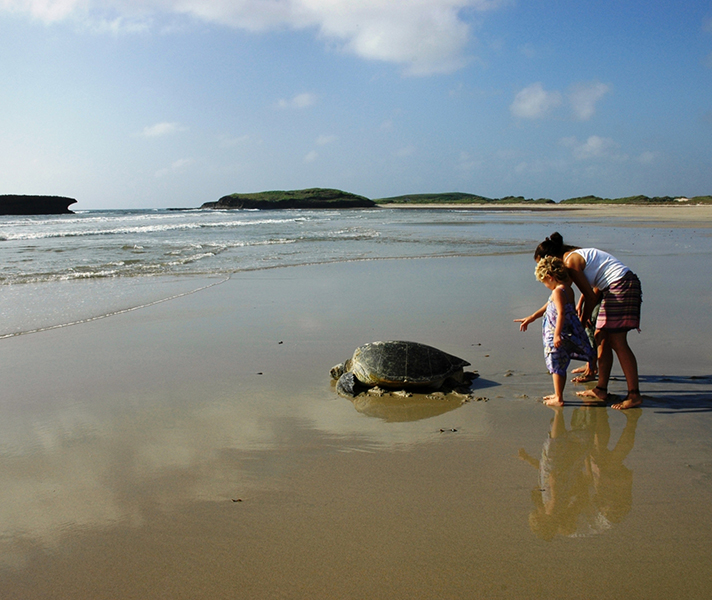 Kenya's beaches are full of wildlife surprises...