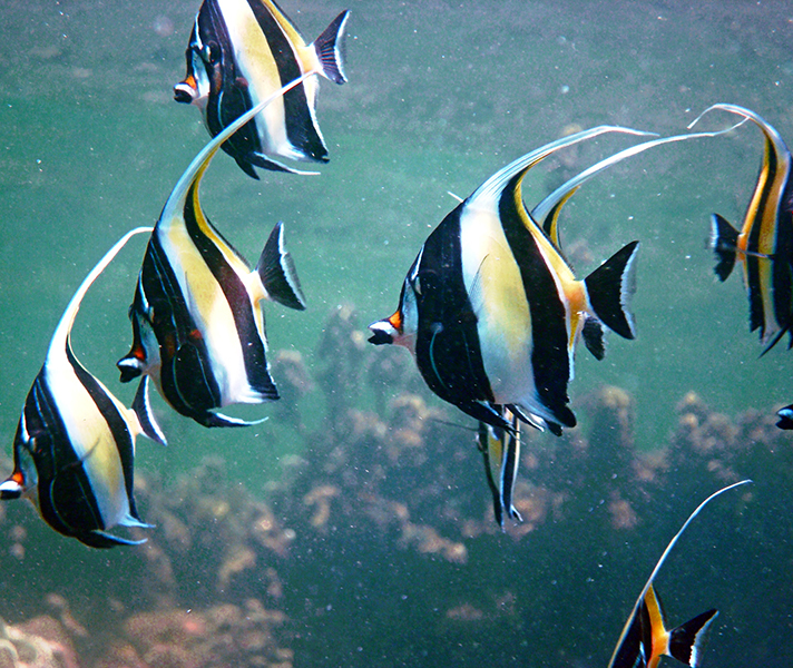 And below the surface, a magical underwater world awaits.