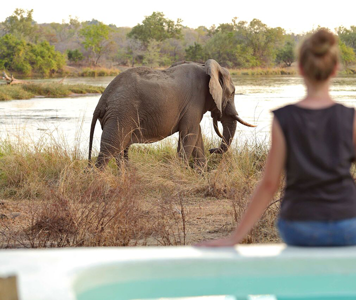 Successful conservation means Selous elephants sport massive tusks.