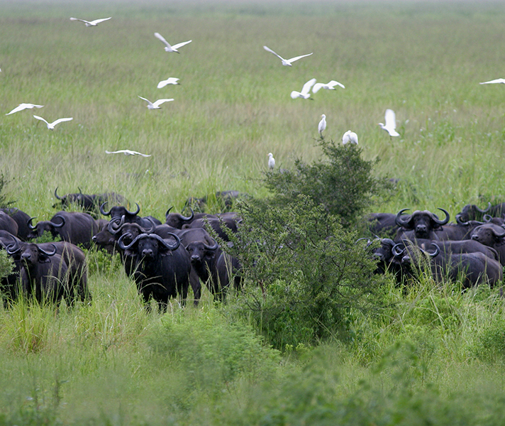 Large herds of buffalo can be seen, particularly in the Green Season.