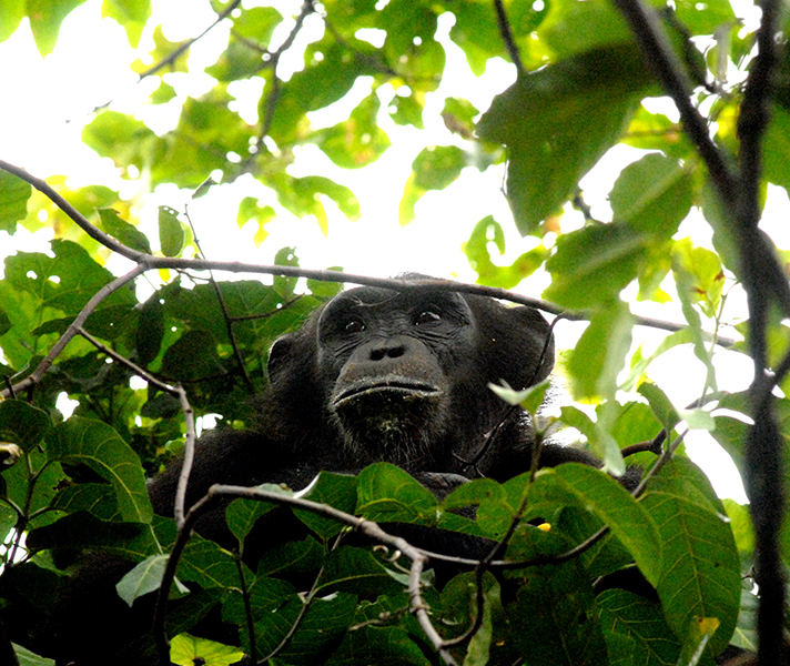 Chimp trekking is Mahale's number one attraction...