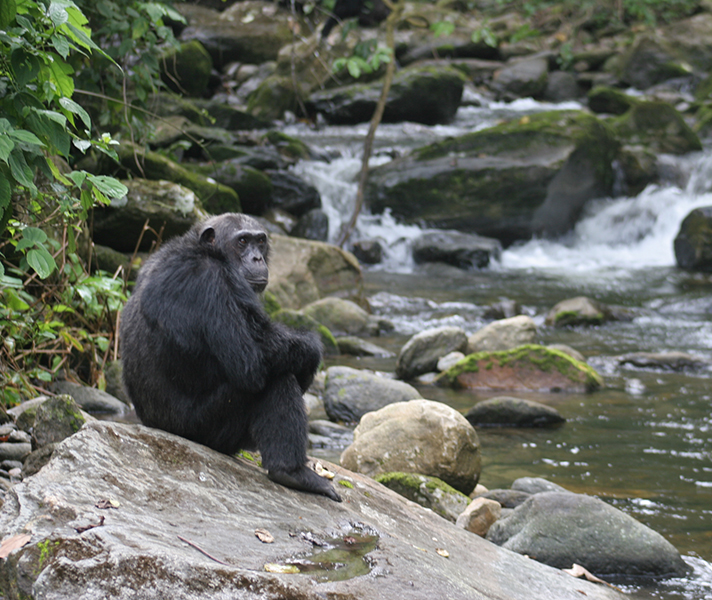 Track chimps in the rainforests of Mahale