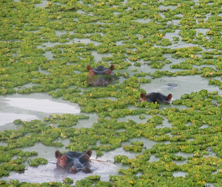 Including huge pods of hippos, herds of elephants & prides of lions.