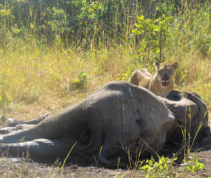South Luangwa is renowned for its dense concentration of big game