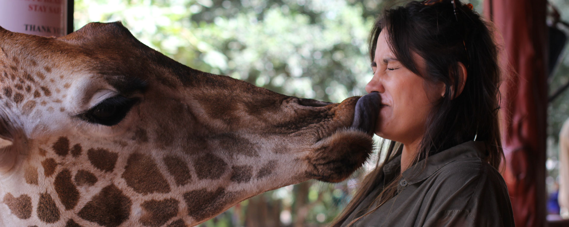 Travellers and animal lovers from across the world flock to Kenya for experiences like feeding the endangered Rothschild's giraffes at The Giraffe Centre in Nairobi.