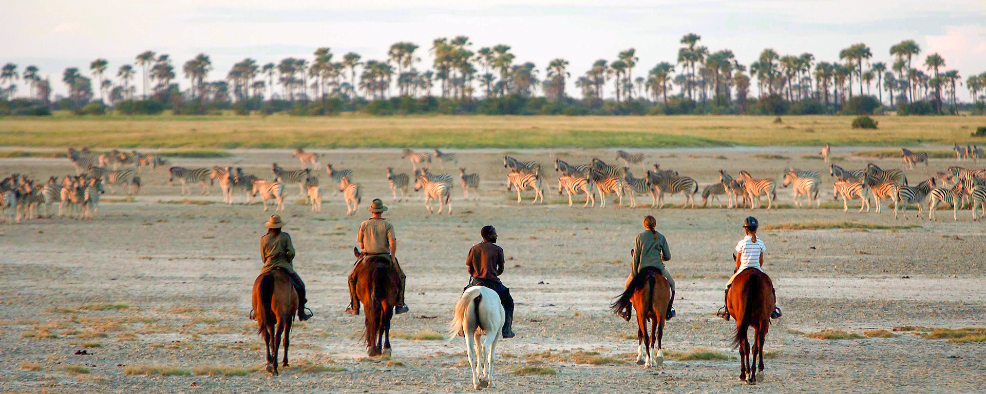 Hooves kicking up dust, a dulcet whinnying... zebras & horses have much in common.