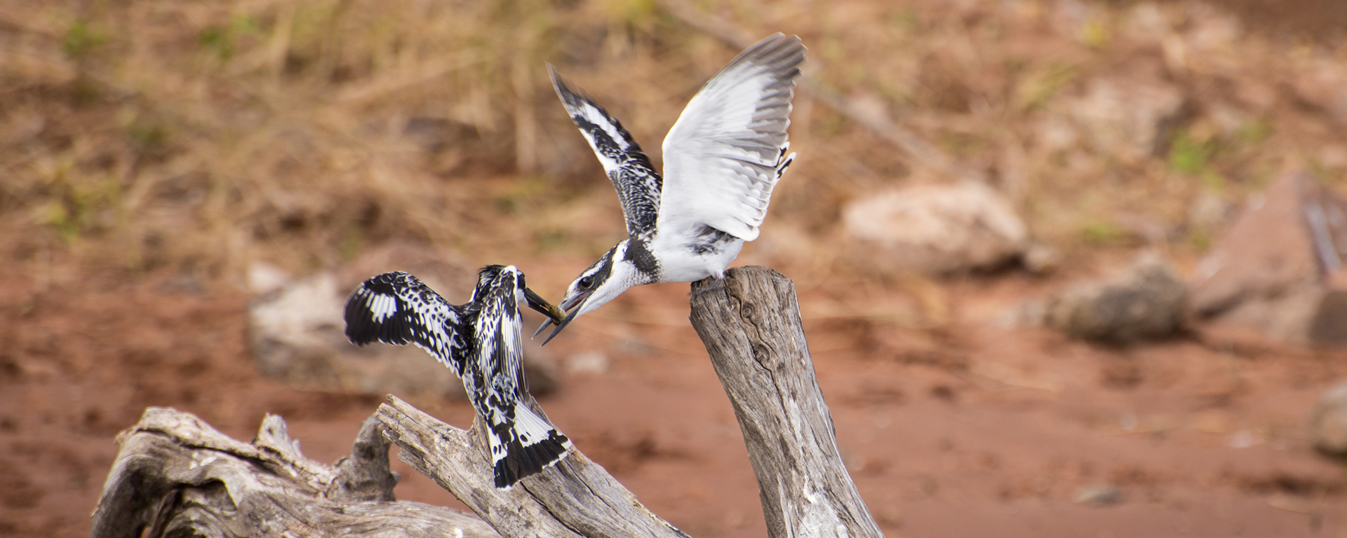 Photo by: Emma Hill - Ngoma Forest Lodge, Chobe, Botswana