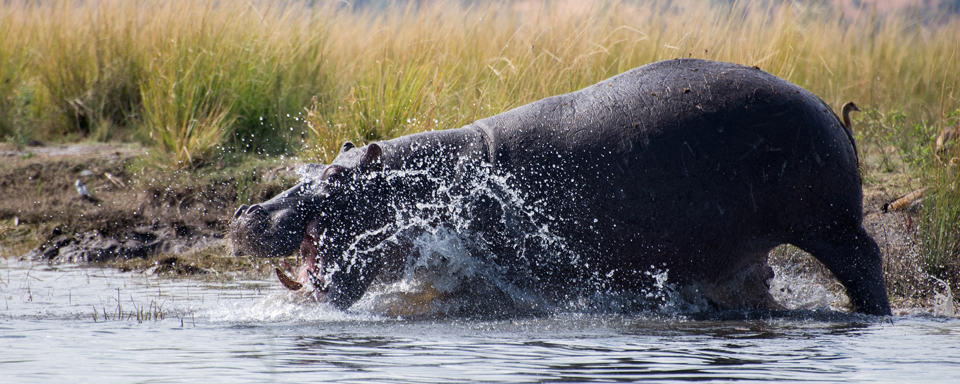 Photo by: Emma Hill - Chobe, Botswana