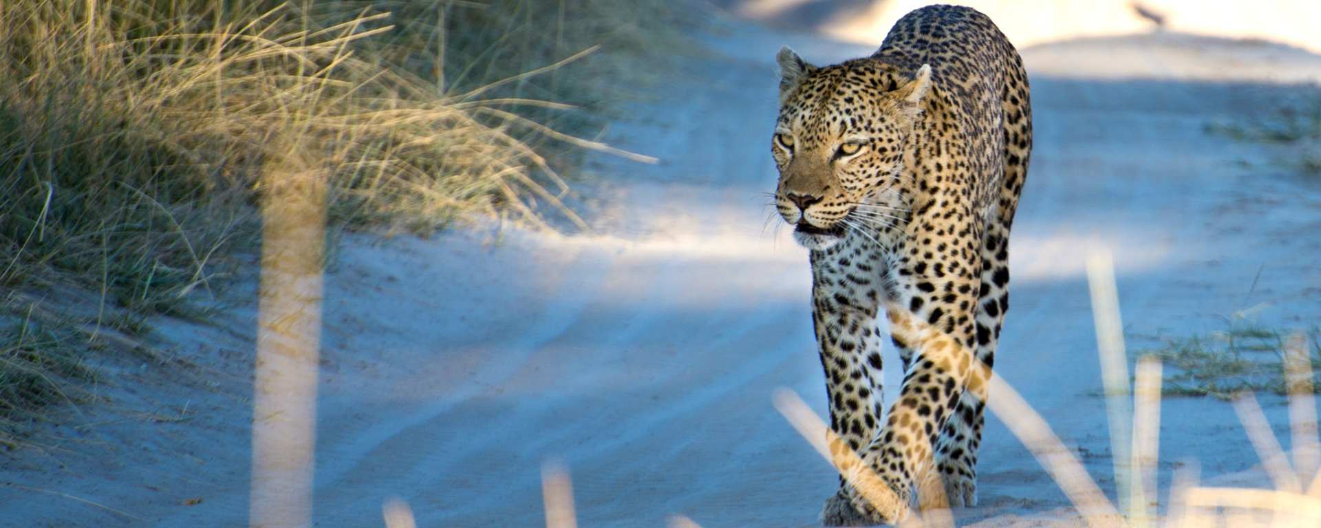 Photo by: Emma Hill - Stanley's Camp, Botswana