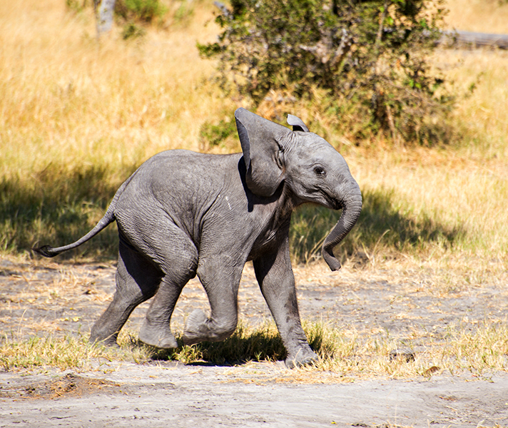 Photo by: Emma Hill - Stanley's Camp, Botswana
