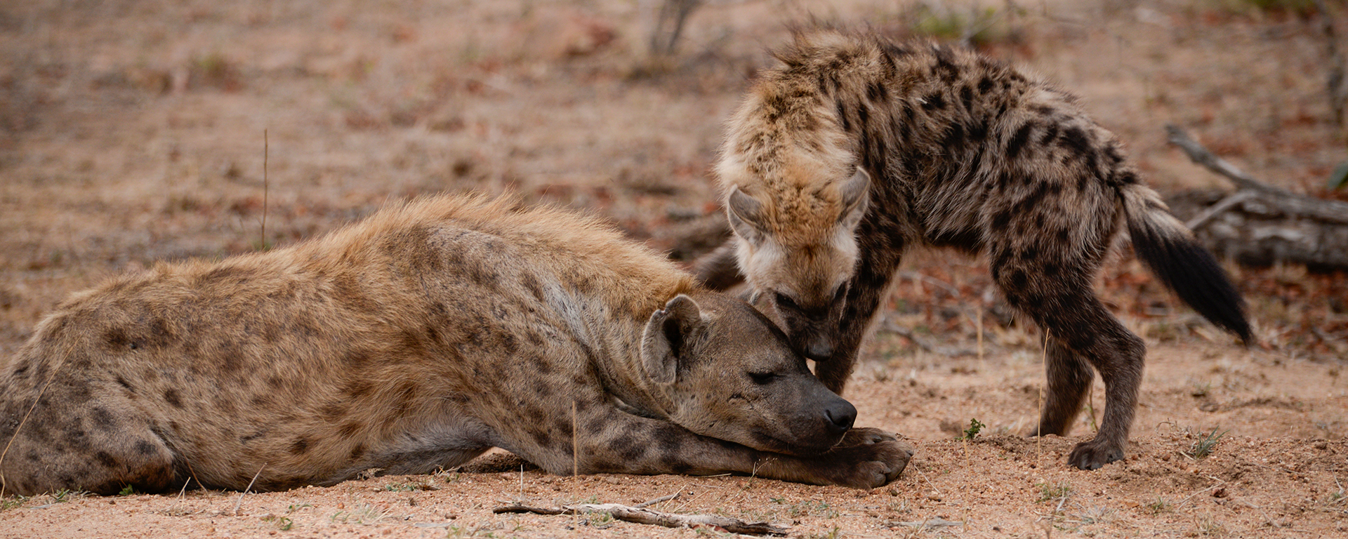 Photo by: Emma Hill - Sabi Sands Game Reserve, South Africa