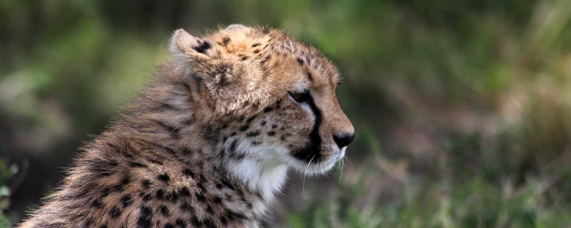 Photo by: Jessica Lassen - Naboisho Conservancy, Kenya