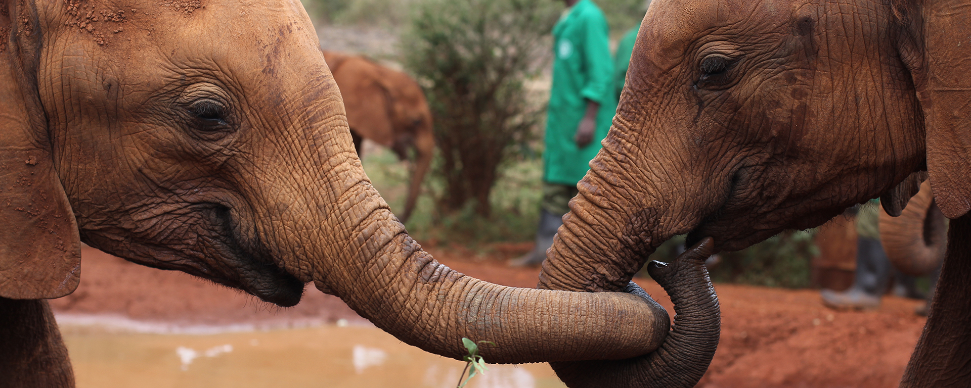 Photo by: Jessica Lassen - Daphne Sheldrick Elephant Orphanage, Nairobi