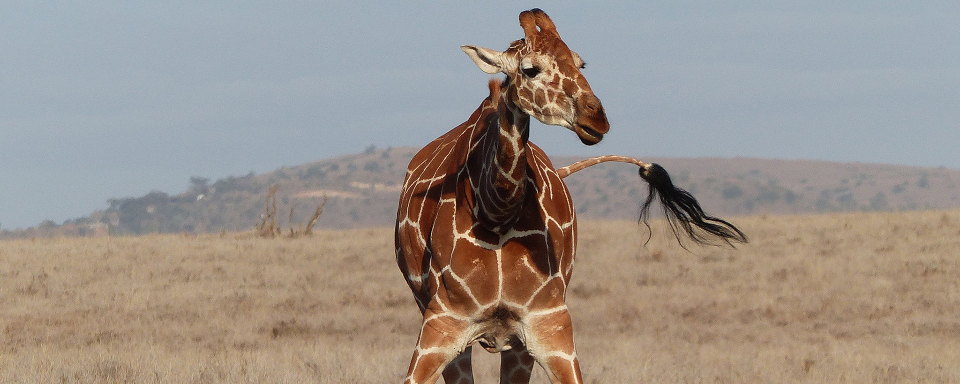 Photo by: Lea Rekow - Lewa Wildlife Conservancy, Kenya