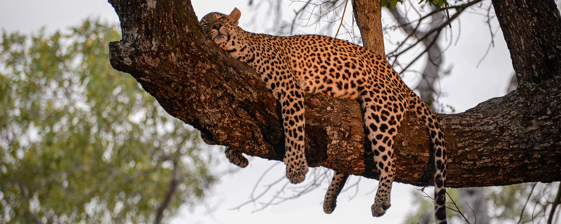Photo by: Emma Hill - Kruger National Park, South Africa