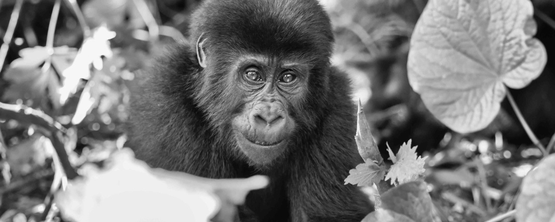 Photo by: Pablo Bernad - Bwindi Impenetrable Forest, Uganda