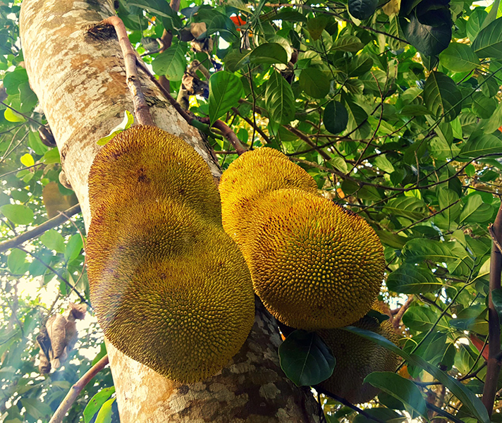 We loved trying jackfruit, carambola (star fruit) and breadfruit for the first time