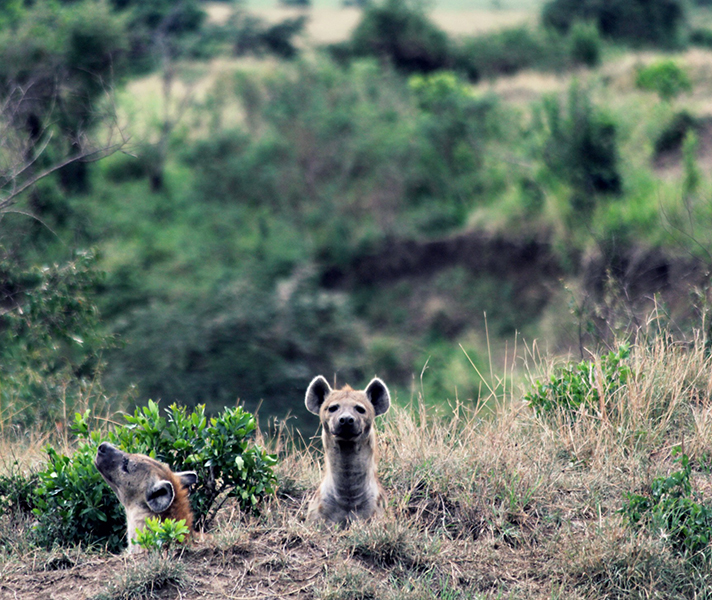 Spotted hyenas in central Serengeti, poking their heads out of their den.