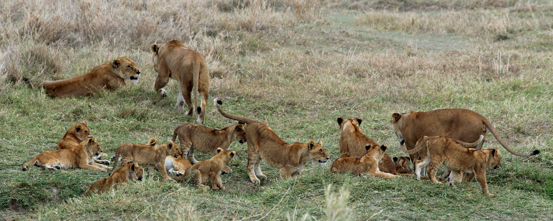 Our welcome to Sayari Camp in the Serengeti was a lion pride 17-strong!